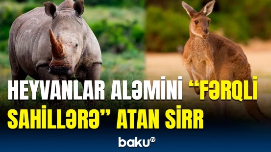 Heyvanlar aləmini ikiyə bölən gizli xətt barədə qeyri-adi məlumatlar