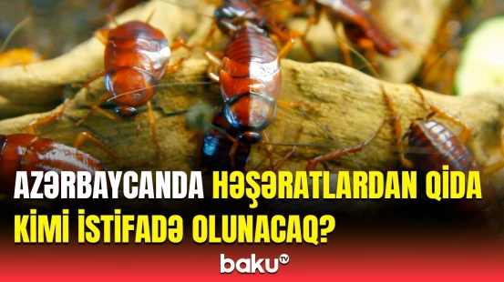 Azərbaycana 8 milyondan çox həşərat gətirildi | Əsas səbəb nədir?