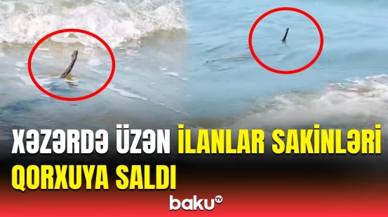 Xəzərdəki bu ilanlar təhlükəlidir? | Əgər dənizdə onlarla qarşılaşmaq istəmirsinizsə...