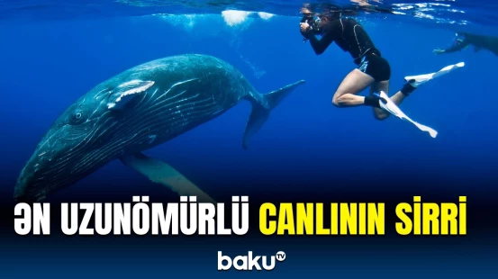 Ləng həyat tərzi keçirən bu canlı necə belə çox yaşayır?