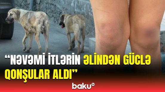 “Bu itlərin əlindən yaşaya bilmirik” | Qorxu içində qalan sakinlərin problemi həll ediləcək?