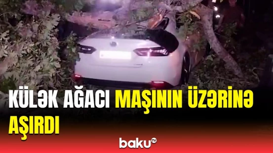 Oğuz güclü külək irigövdəli ağacları qopardı