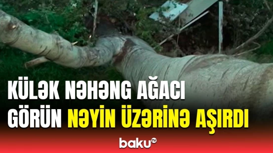 Goranboyda güclü küləyin fəsadları | İrigövdəli qovaq ağacı elə qopdu ki...