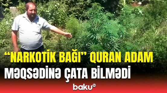 Narkotik biznesi belə alt-üst oldu | İsmayıllıdakı əməliyyatdan görüntülər