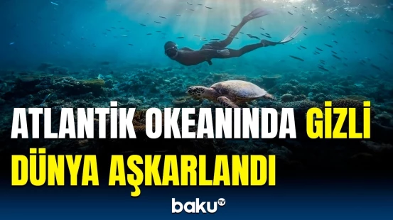 Sualtı möcüzələr diyarı | Yeni ekosistemin kəşfi dünyaya səs saldı