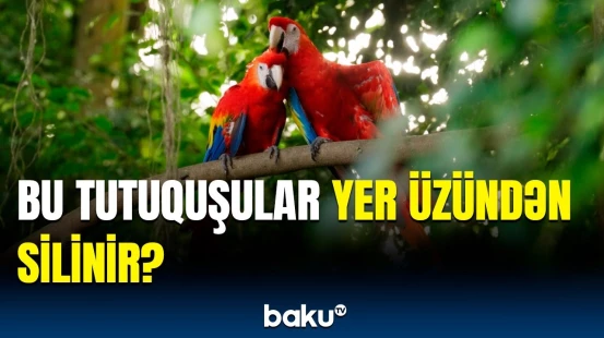 Gözəllikləri ilə hər kəsi heyran edən quşların özəllikləri | Bala yetişdirə bilməyənlər…