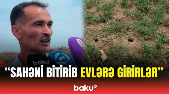 Masallıda fermerlər çıxılmaz vəziyyətdə | Gəmiricilər sahələri məhv edir