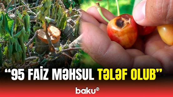 Fermerlərin başına oyun açan problem | "Hər il 10-15 min gəlirim olurdu, bu il isə..."