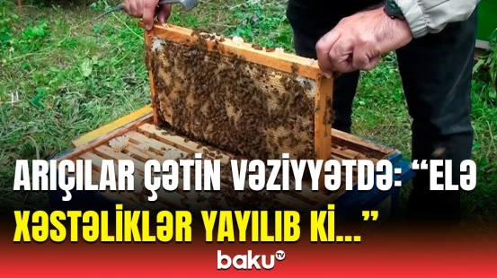 “40 min manat ziyandayıq” | Arıçılar bu problemlərlə mübarizədə nəyi bilmir?