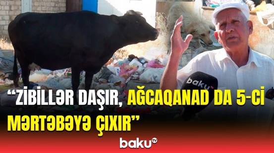 Siyəzənin mərkəzi küçələri zibil içində qalıb | Sakinlər çıxılmaz halda