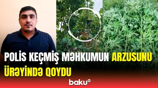 Bağını narkotik plantasiyasına çevirib, videokameralar quraşdıran şəxsin sonu