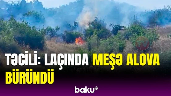 Laçındakı meşədə güclü yanğın | Hadisə yerindən anbaan görüntülər