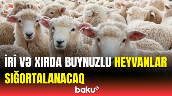 Heyvanlar neçə manata sığortalanacaq? | Fermerlərin işi daha da asanlaşdı