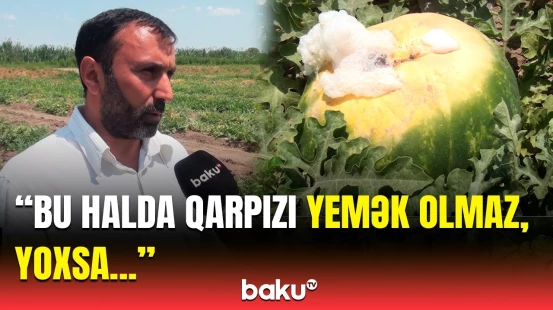 “Qarpızdan zəhərlənmələrin səbəbi budur” | Fermerlərin başı niyə bəlaya düşdü?