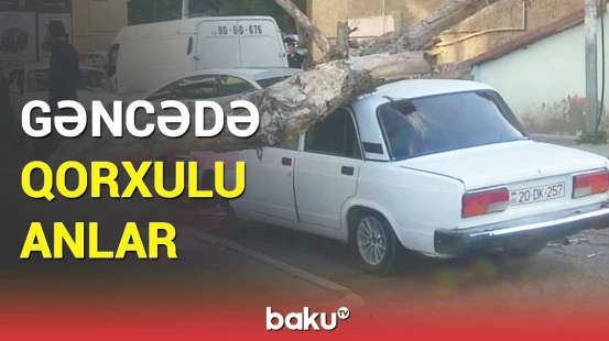 Külək ağacı avtomobilin üstünə aşırdı | Hadisə yerindən görüntülər