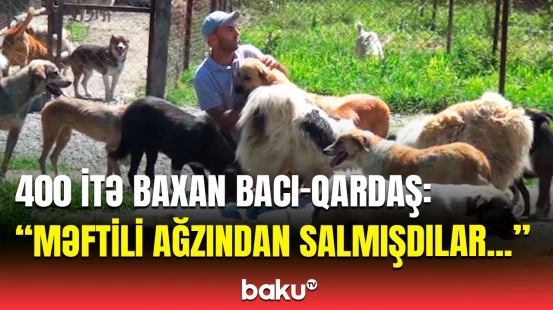 “Heyvan tanınmaz halda idi” | Yüzlərlə itə sahib çıxan şəxs dəhşətə gətirən hadisələri ifşa etdi