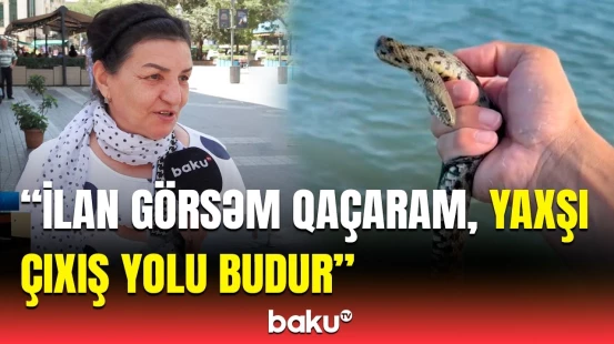 Dənizdəki ilanlar sakinləri qorxuya saldı | İnsan həyatı üçün təhlükəlidir?