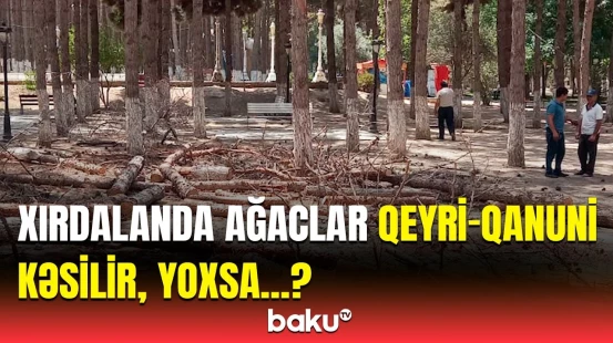Qurumdan Xırdalanda kəsilən ağaclarla bağlı vacib açıqlama | Hadisə yerindən anbaan görüntülər