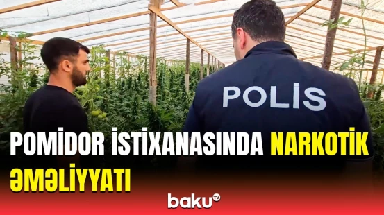 Maştağada xüsusi əməliyyat | 881 kiloqram çətənə kolu yetişdirilən istixana necə aşkarlandı?