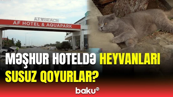 "Pişik istiyə görə o haldadır" | Hotelin həkimi məsələyə aydınlıq gətirdi