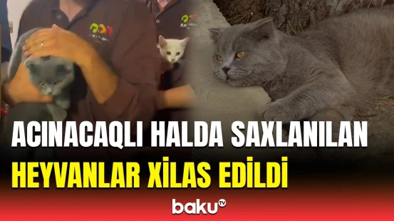 “Baku TV” çəkdi, dövlət qurumları hərəkətə keçdi | "AF Hotel"dəki heyvanlar barədə tədbir görüldü