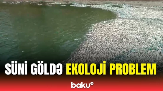 Balıqların kütləvi tələf olmasına səbəb nədir? | Cəlilabadda qeyri-adi hadisə