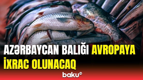 Yerli qida məhsulları beynəlxalq bazara çıxarılır | AQTA-dan məlumat