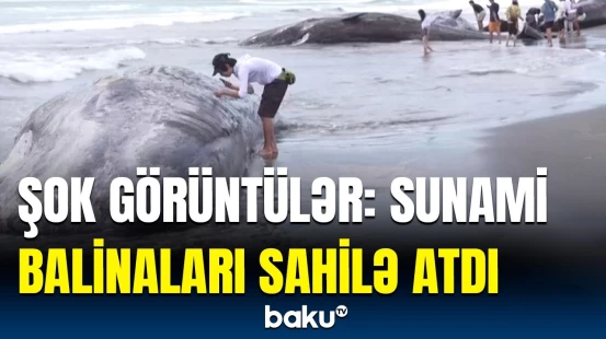 Kamçatkadakı zəlzələdən sonra Çibada dəhşətli mənzərə yarandı | Sunami dalğasının fəsadları