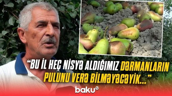 Məhsulumuzun 80 faizi yerdədir... | Qubadakı güclü külək armud bağlarını viran qoydu