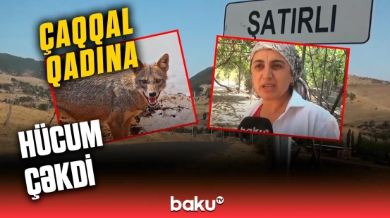 Cəlilabadda kənd sakini vəhşi heyvanla əlbəyaxa oldu?