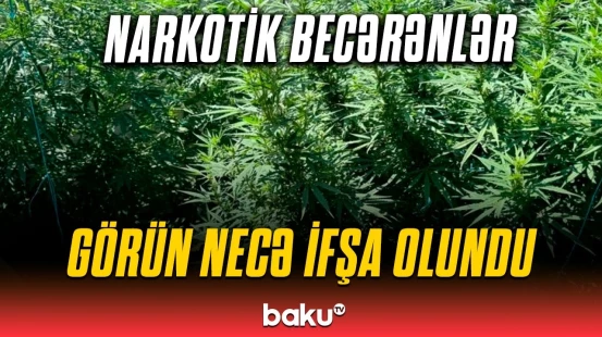 Xüsusi tunel qazdılar, sonra da narkotiki belə əkdilər | Ağlasığmaz əməlin detalları