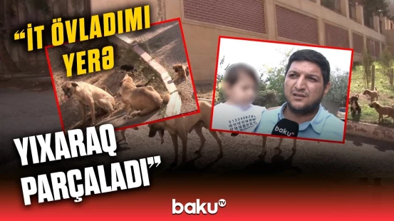 Abşeronda itlər sakinlərə dəhşət yaşatdı