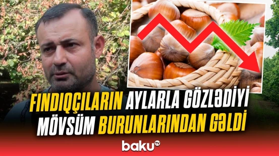Qaxda kabusa çevrilən fındıq mövsümü | Təsərrüfat sahibləri indi nə etməlidir?
