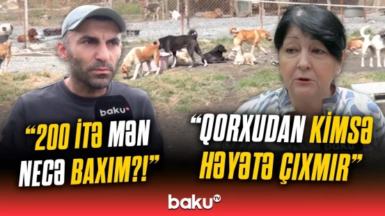 Həll yolu tapıldı | Sahibsiz heyvanların aqibəti necə olacaq?