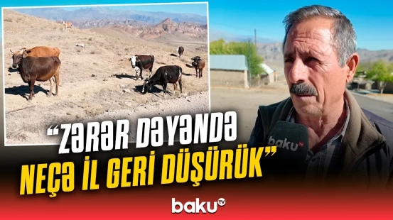 Vəhşi heyvanlar təsərrüfatlara qənim kəsildi | Naxçıvanda kəndlilər fəryad edir