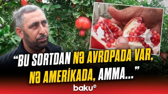 "Sellofanlara keçirmişik ki..." | Fermerlərin ilboyu çəkdiyi əziyyət niyə hədər oldu?