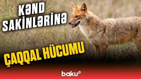 İsmayıllıda çaqqal iki nəfəri yaraladı | "Çox sakit gəldi, yapışdı baldırımdan"