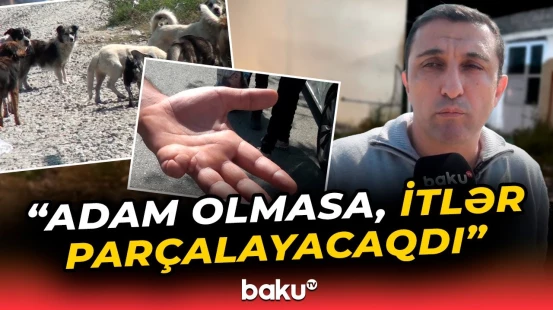"Barmağımın birini aparıb" | Sakinləri özündən çıxaran sahibsiz küçə itləri