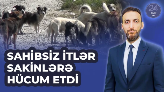 Sahibsiz itlər Kürdəmir sakinlərinin kabusuna çevrildi - 24 SAAT