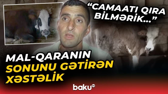"İnsanlar da bu virusa yoluxa bilər" | Cəlilabadda sahibkarlar çıxılmaz vəziyyətdə