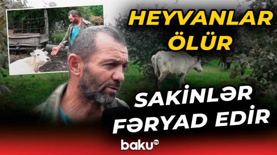 Qaxda bu xəstəlik təsərrüfat sahiblərini çıxılmaz vəziyyətə saldı