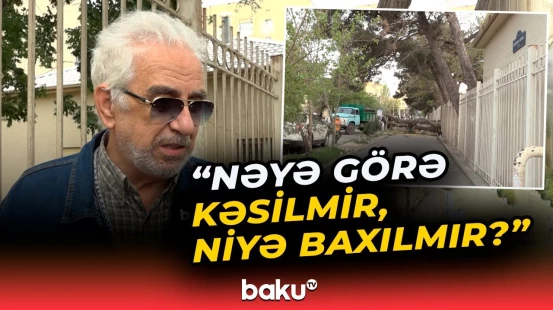 Liseyin önündəki quruyan ağac vətəndaşların həyatına təhlükə yaratdı