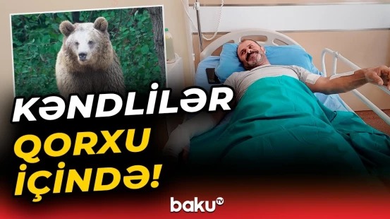 Yırtıcıları yaşayış yerinə cəlb edən nədir? | Vəhşi heyvanların hücumu artıb