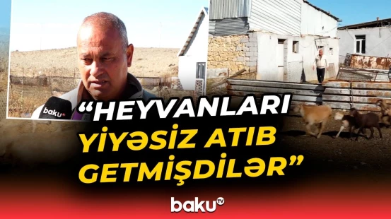 Göygöldə 56 baş qoyun oğurlandı | Soyğunçunun axtarışları davam edir