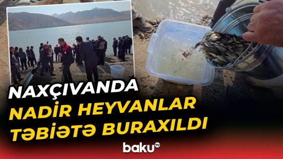 Naxçıvanda mühüm ekoloji tədbirlər | Hansı heyvan növləri təbiətə buraxıldı?