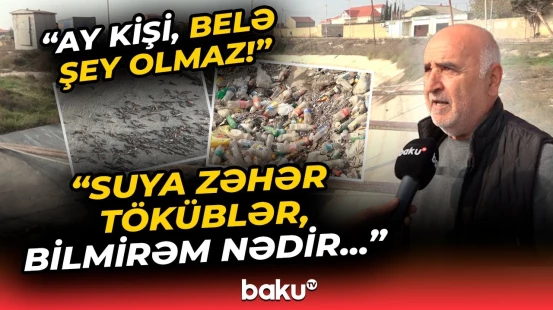 “Bəlkə də, bir kamaz idi” | Maştağada balıqlar kütləvi şəkildə niyə tələf oldu?