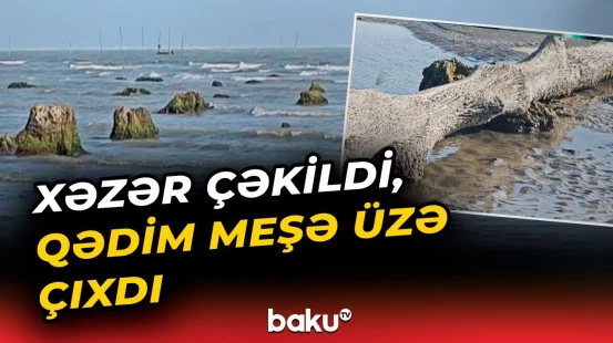 Lənkəranda illərdir suyun altında qalmış palıd meşəsi ortaya çıxdı