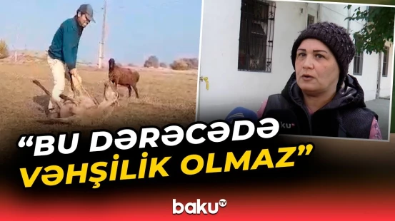 Samuxda qoyuna qarşı amansız davranan çoban saxlanıldı | "Heyvan olsa da, onun da canı var"