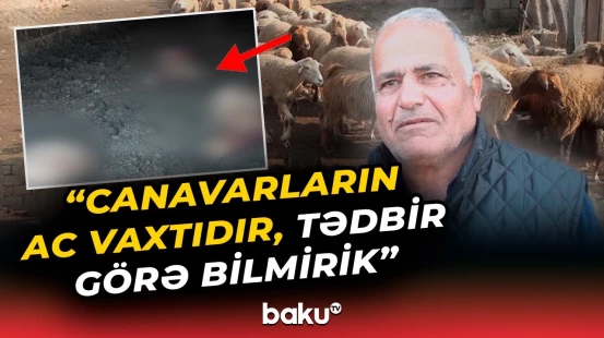 "Gördüm ki, 3 qoyunu boğub" | Kürdəmirdə canavarlar fermaya hücum etdi
