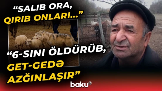 "Qorxuram ki, gəlib nəvələrimə..." | Ucarda canavarlar kənd sakinlərinə dəhşət yaşatdı - Baku TV